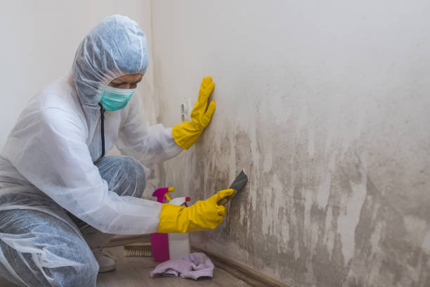 Best Industrial Mold Remediation in Baxter, TN