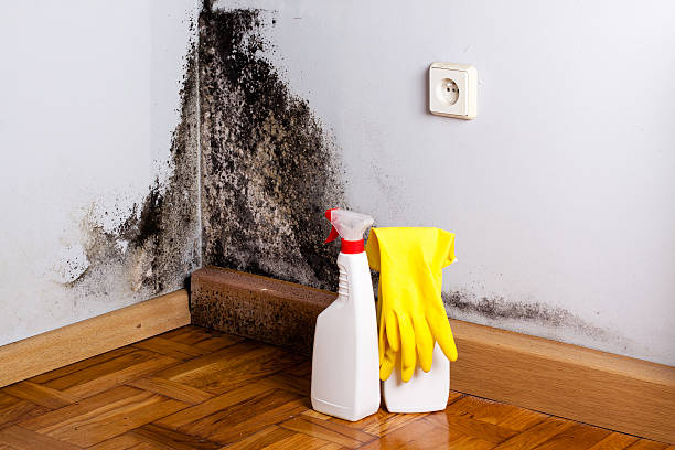 Best DIY Mold Remediation Support Services in Baxter, TN